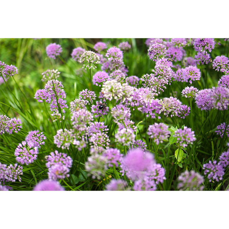 Bumble Bee on a Summer Day