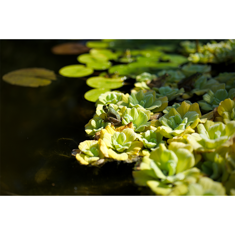 Green Frog on the Water